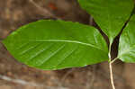 Cucumber tree